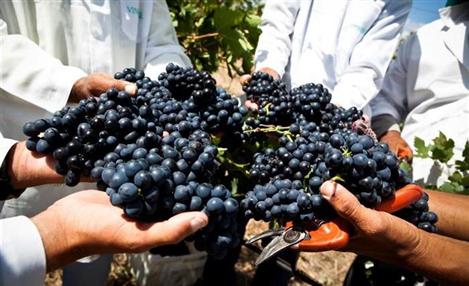 Divulgação Wines of Brasil