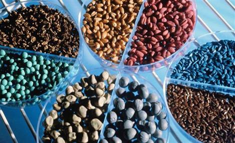 Divulgação Bayer CropScience
