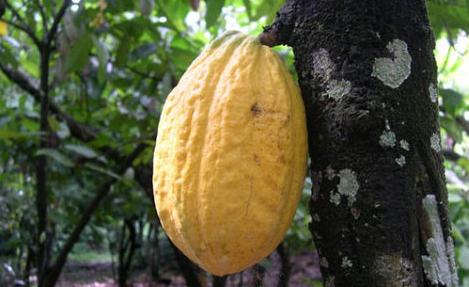 Creative Commons/IITA Image Library